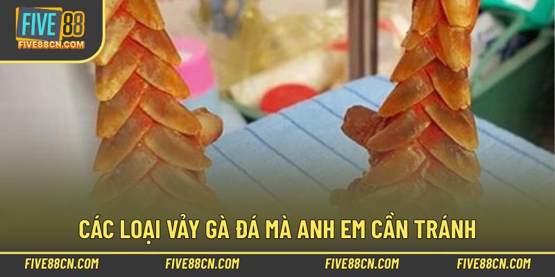 Các loại vảy gà đá mà anh em cần tránh