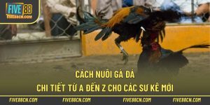 Cách Nuôi Gà Đá Chi Tiết Từ A Đến Z Cho Các Sư Kê Mới