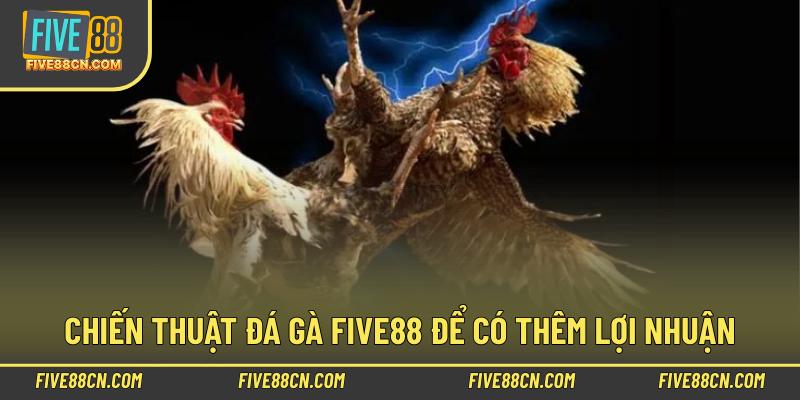Chiến thuật đá gà Five88 để có thêm lợi nhuận