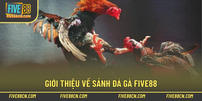 Giới thiệu về sảnh đá gà Five88