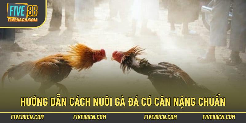 Hướng dẫn cách nuôi gà đá có cân nặng chuẩn