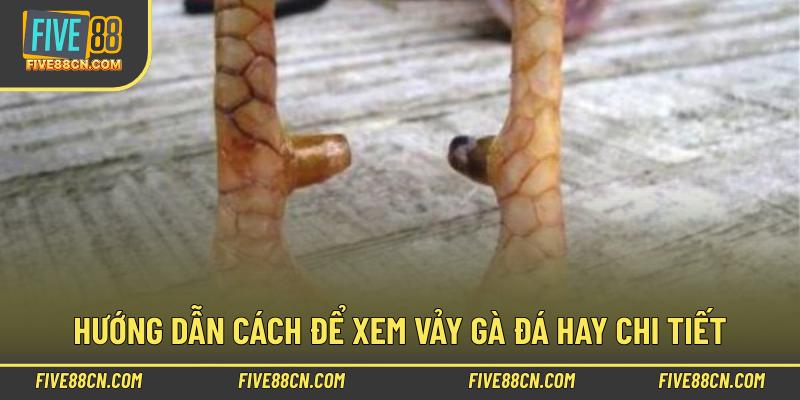 Hướng dẫn cách để xem vảy gà đá hay chi tiết