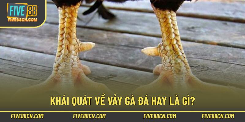 Khái quát về vảy gà đá hay là gì?