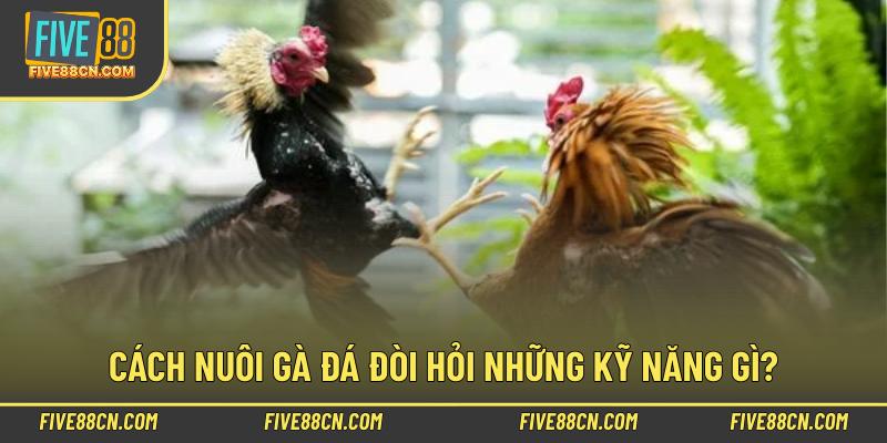 Cách nuôi gà đá đòi hỏi những kỹ năng gì?