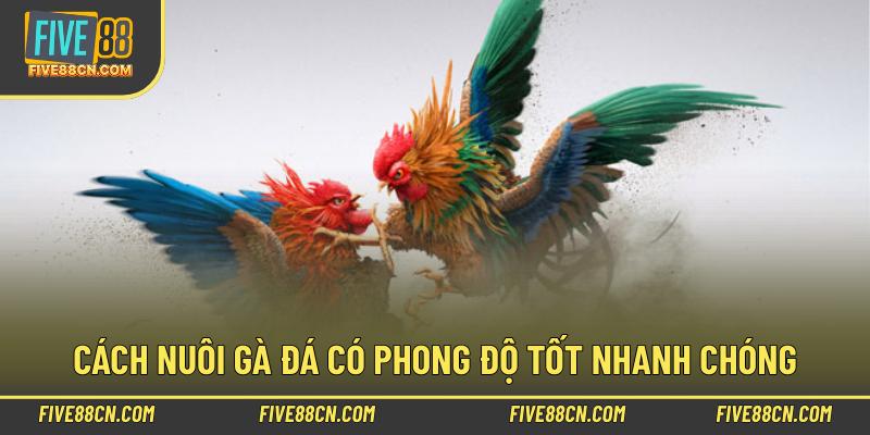 Cách nuôi gà đá có phong độ tốt nhanh chóng