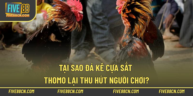 Tại sao đá kê cựa sắt thomo lại thu hút người chơi?