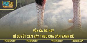 Vảy Gà Đá Hay – Bí Quyết Xem Vảy Theo Của Dân Sành Kê