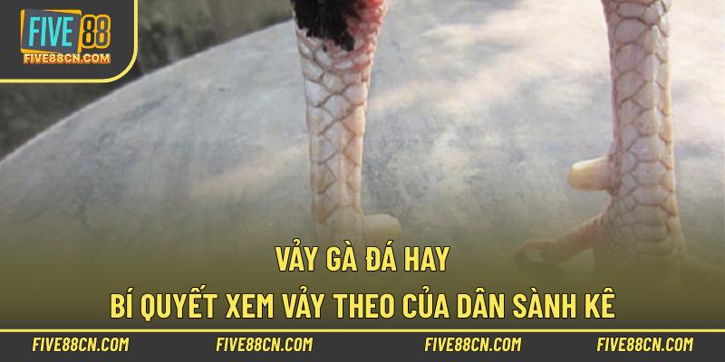 Vảy Gà Đá Hay – Bí Quyết Xem Vảy Theo Của Dân Sành Kê